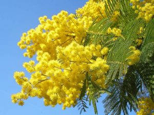 Happy International Women's day! In Italy la giornata della donna is a celebration of Women. The Mimosa flower is worn or given as a gift.